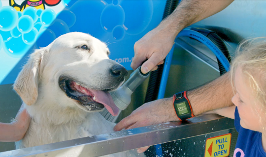 Dog having a wash at Murray River Holiday Park Echuca 3564 VIC